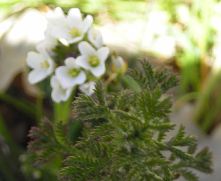 Crucifera da determinare